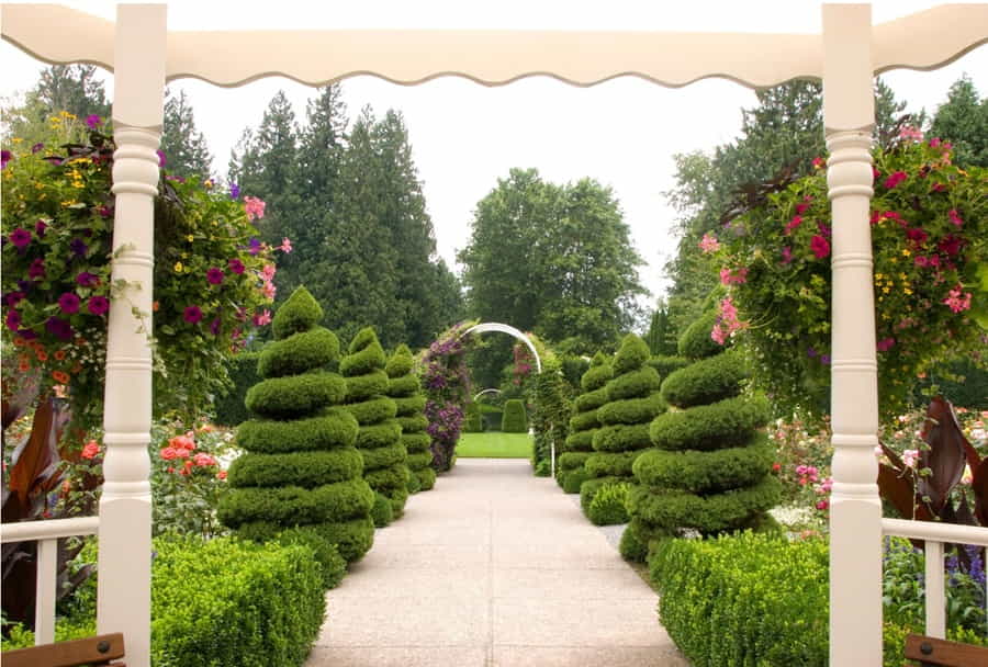 Gli attrezzi giusti per l'arte topiaria.