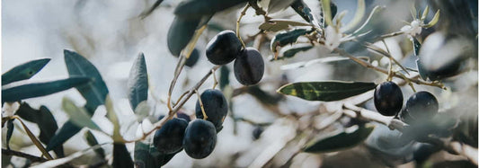 La Potatura. Guida dettagliata per una cicatrice netta